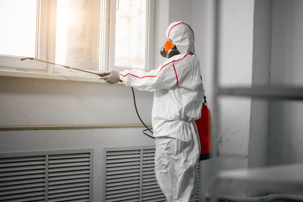 Professional mold remediation services in Martindale, TX